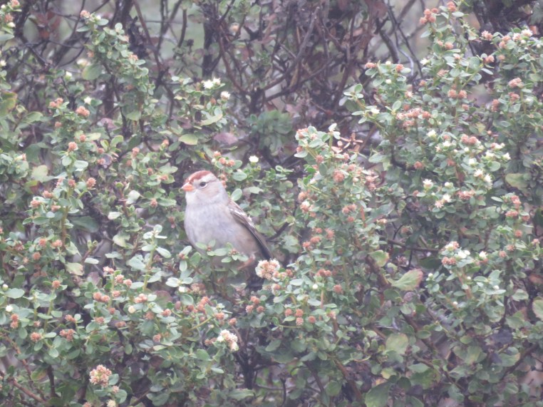 Zonotrichia leucophrys