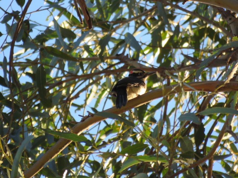 Leuconotopicus villosus