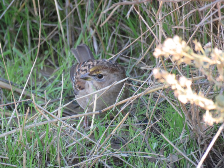Zonotrichia atricapilla