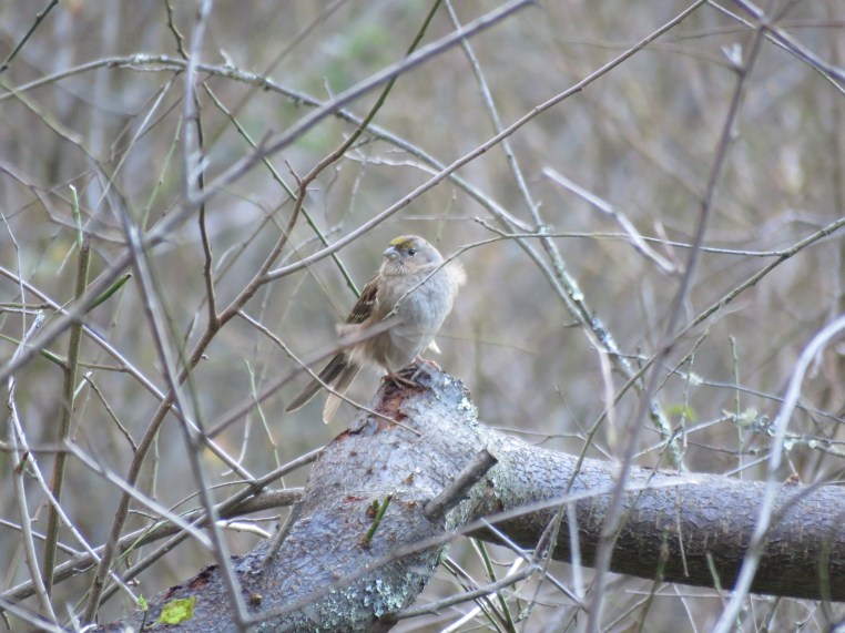 Zonotrichia atricapilla