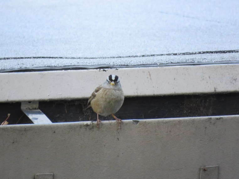 Zonotrichia leucophrys