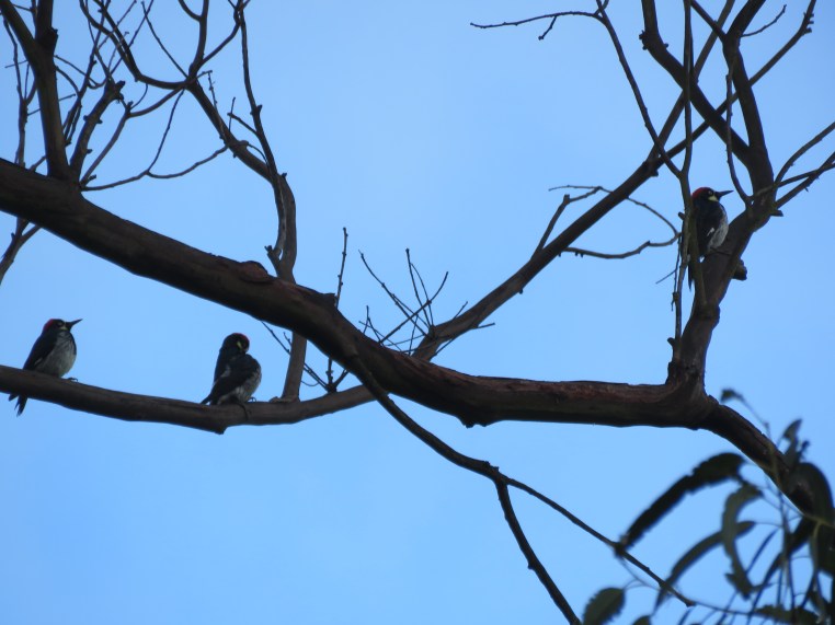 Melanerpes formicivorus