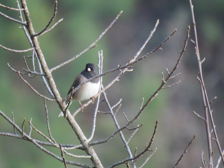 Junco hyemalis