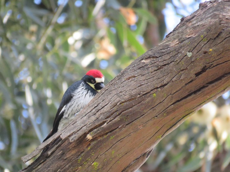 Melanerpes formicivorus