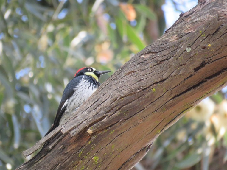 Melanerpes formicivorus