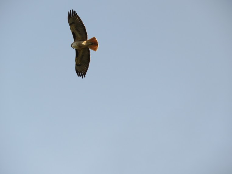 Buteo jamaicensis