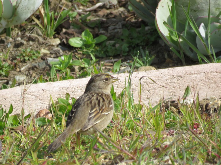 Zonotrichia atricapilla