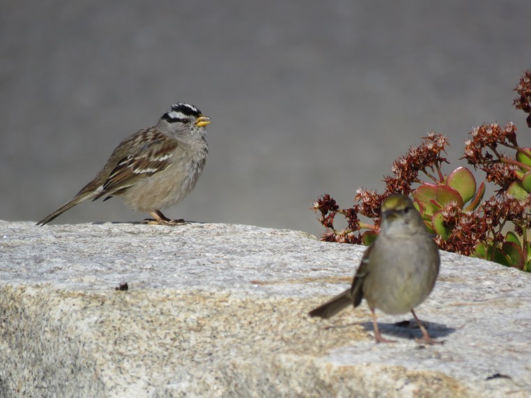 Zonotrichia leucophrys+Zonotrichia atricapilla