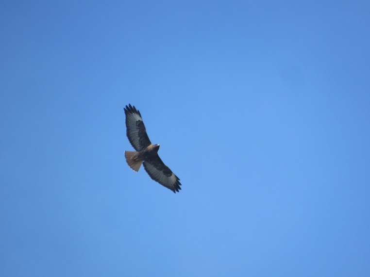 Buteo jamaicensis