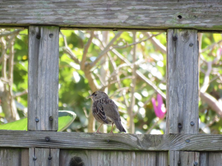 Zonotrichia atricapilla