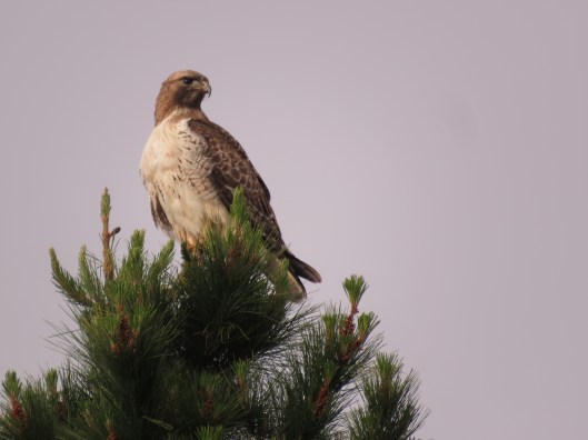 Buteo jamaicensis