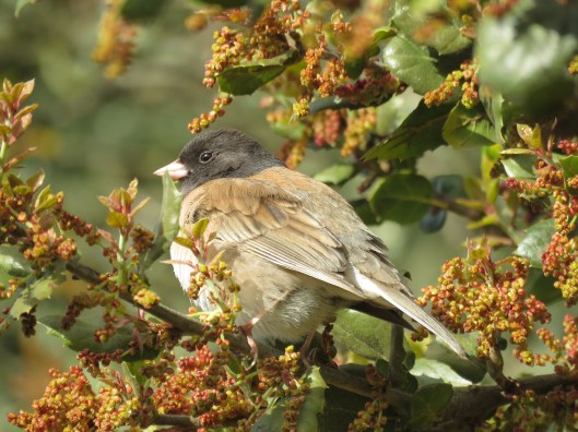Junco hyemalis
