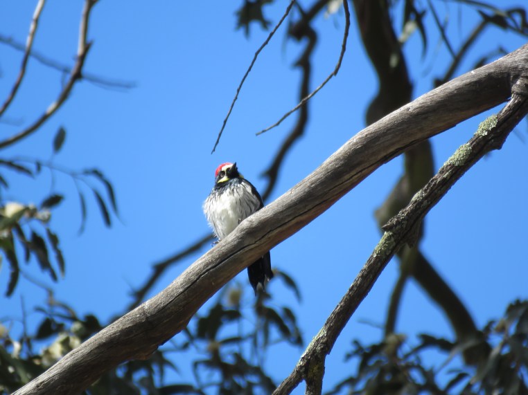 Melanerpes formicivorus