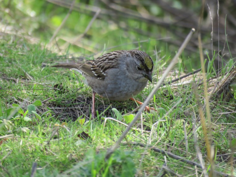 Zonotrichia atricapilla