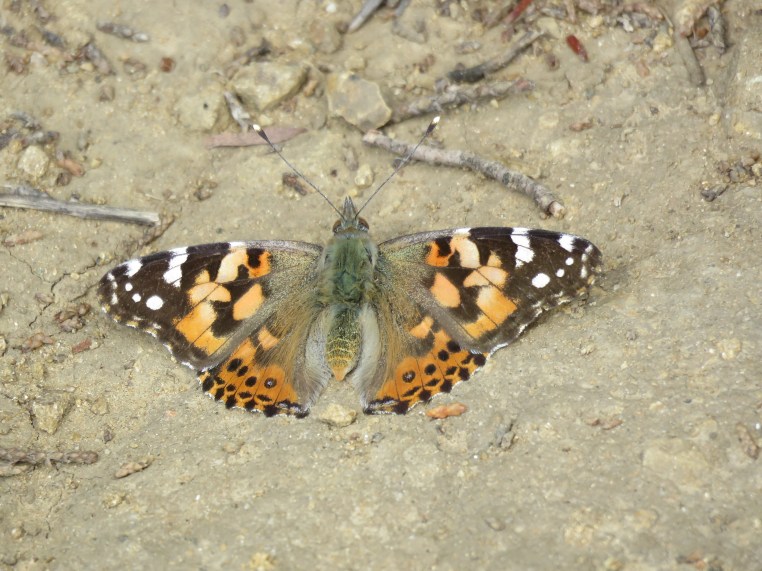 Painted Lady