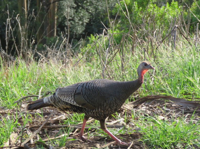 Meleagris gallopavo