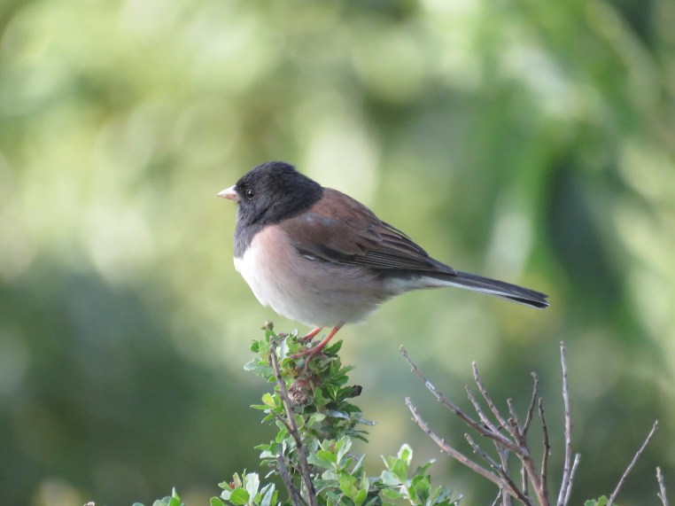 Junco hyemalis