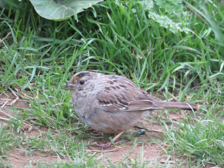 Zonotrichia atricapilla