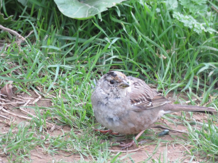 Zonotrichia atricapilla