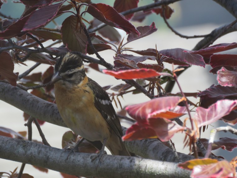 Pheucticus melanocephalus