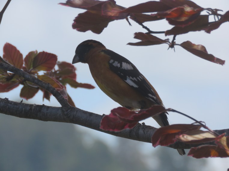 Pheucticus melanocephalus