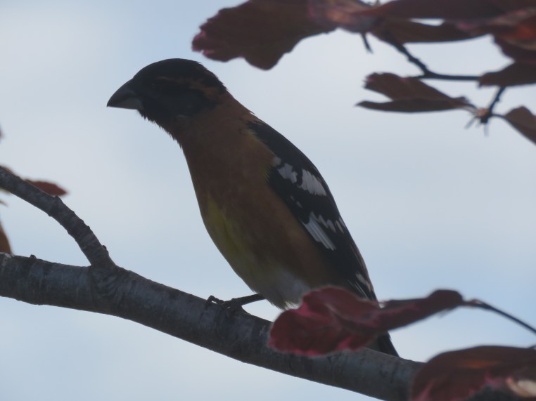 Pheucticus melanocephalus