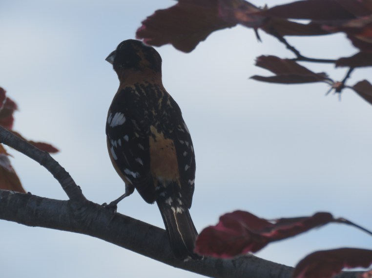 Pheucticus melanocephalus