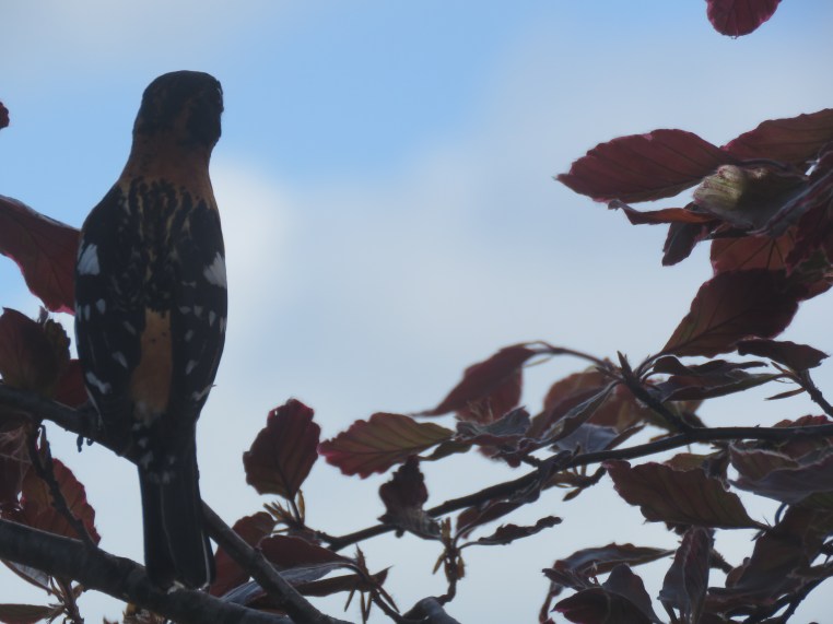 Pheucticus melanocephalus