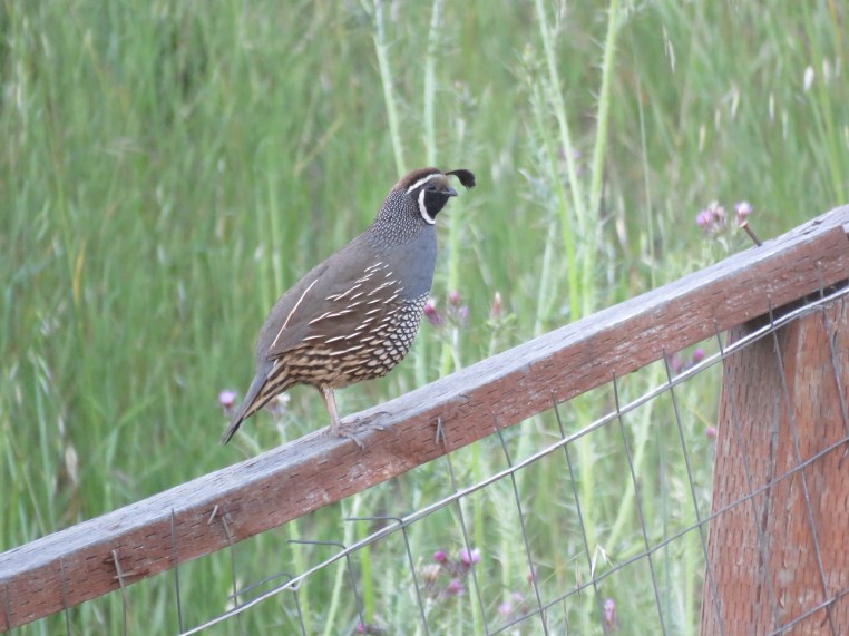 Callipepla californica