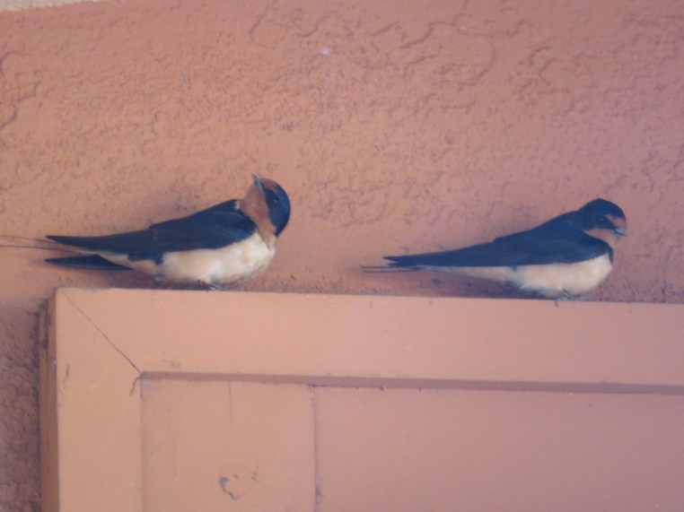 Hirundo rustica