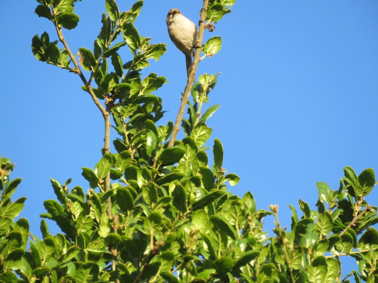 Psaltriparus minimus