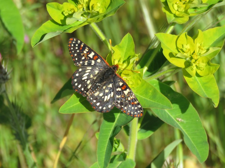 Variable Checkerspot