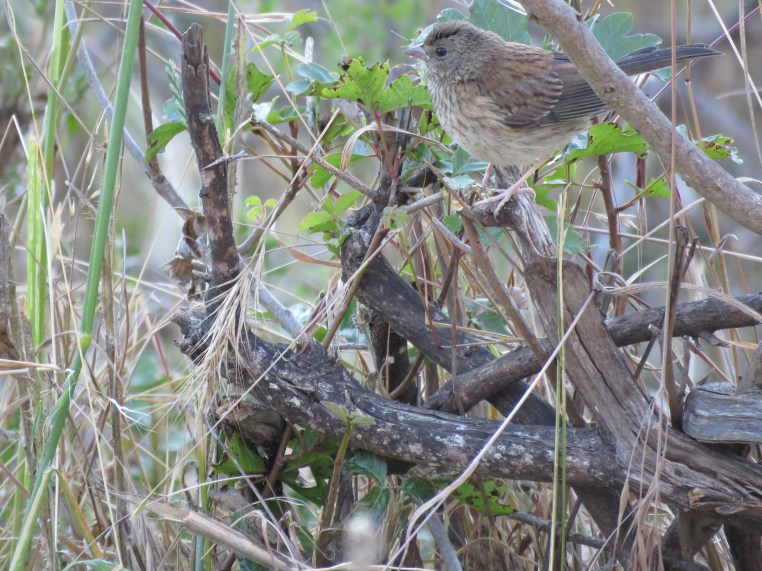 Junco hyemalis