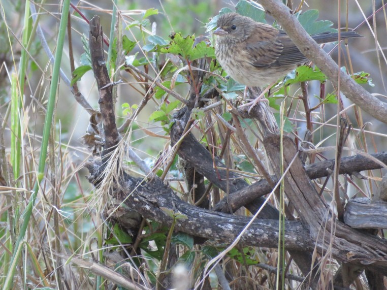 Junco hyemalis