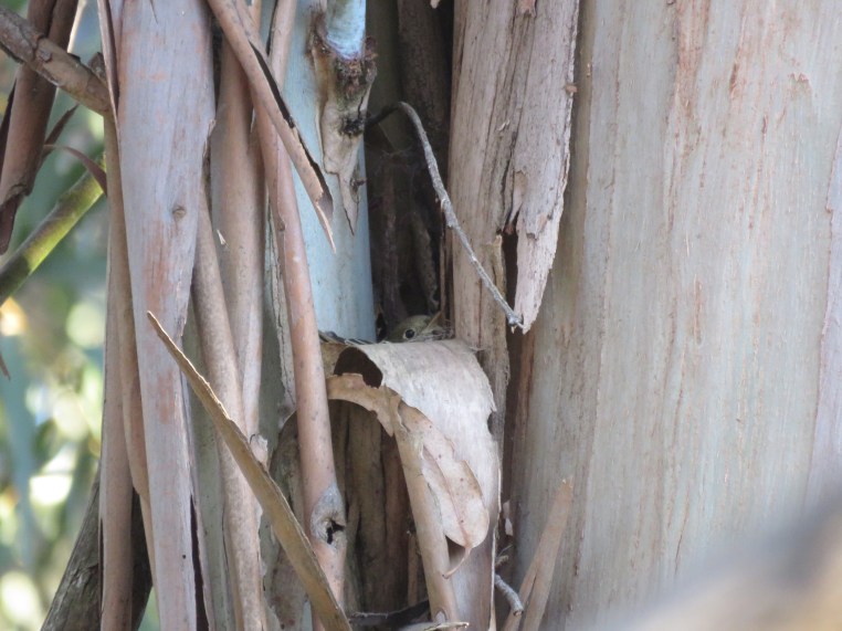 Empidonax difficilis