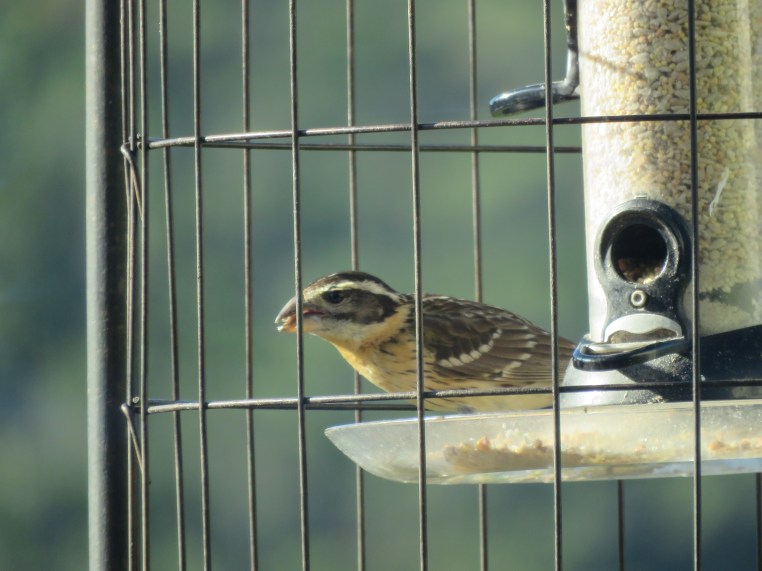 Pheucticus melanocephalus