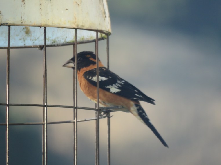 Pheucticus melanocephalus