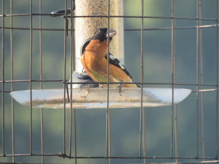 Pheucticus melanocephalus