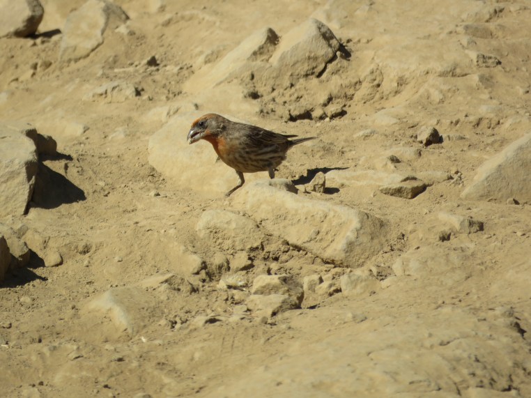 Haemorhous mexicanus