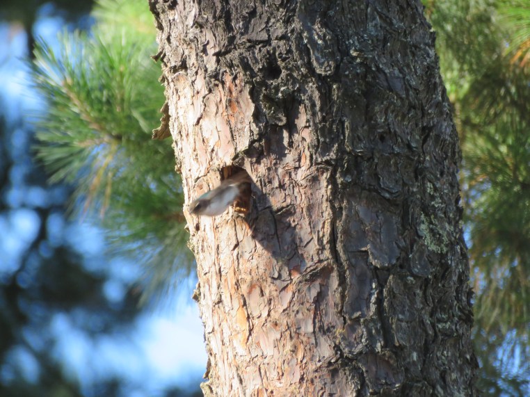 Tachycineta thalassina