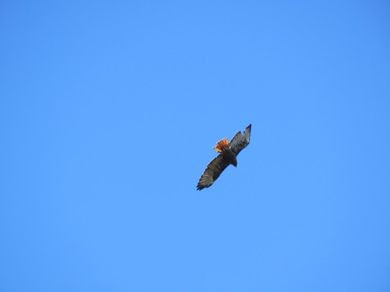 Buteo jamaicensis