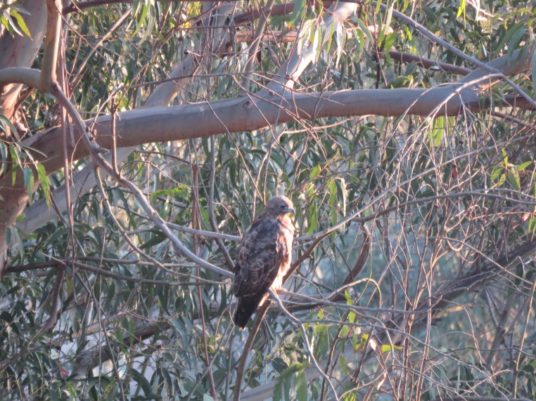Buteo jamaicensis