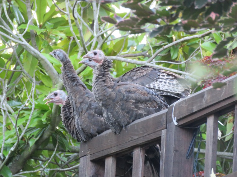 Meleagris gallopavo