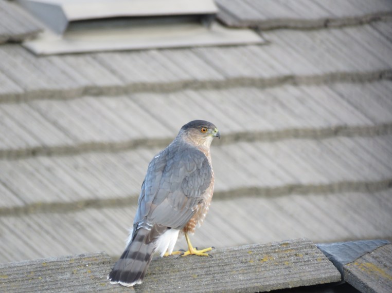 Accipiter cooperii