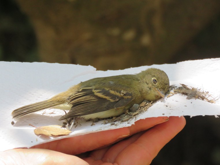 Empidonax difficilis