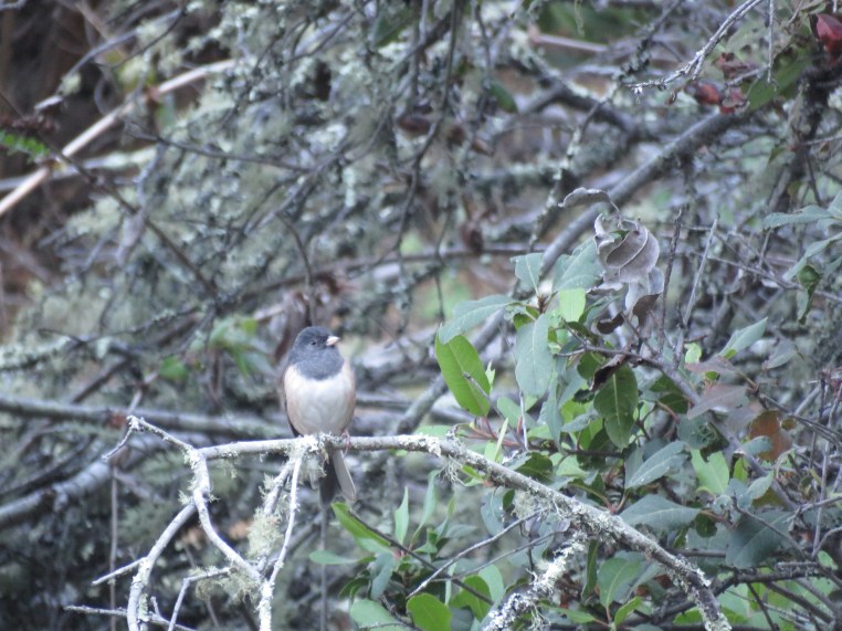 Junco hyemalis