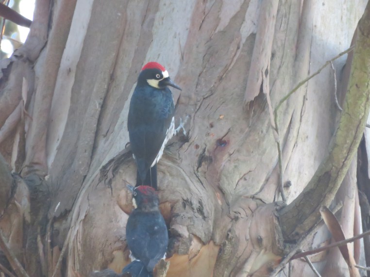 Melanerpes formicivorus