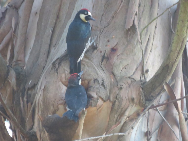 Melanerpes formicivorus