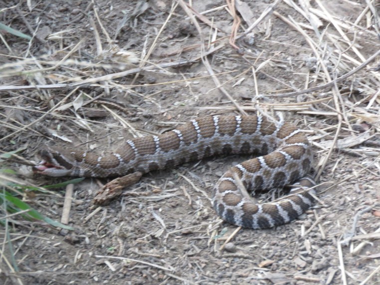 Western Rattlesnake - 8"