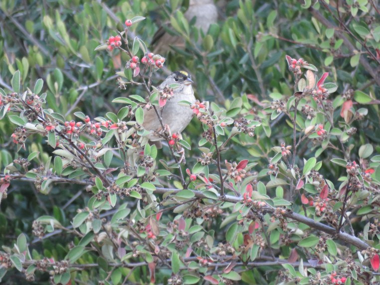 Zonotrichia atricapilla